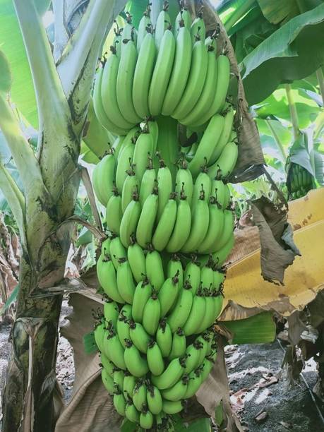 Elanthalir Banana Plant