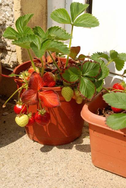 Wrenna Strawberry Plant