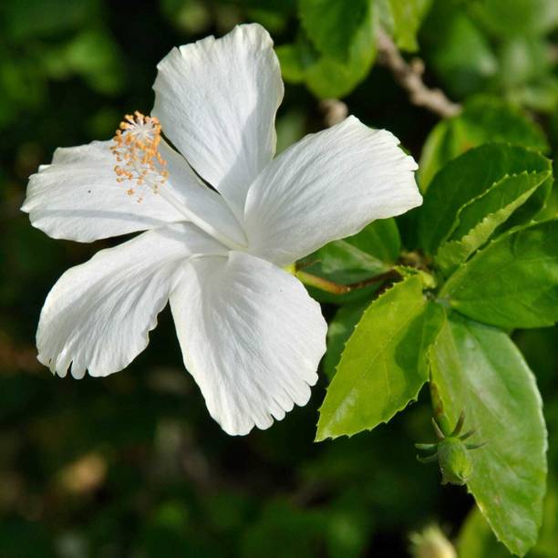 ROOTVILLA Hibiscus Gudhal Flower Plant
