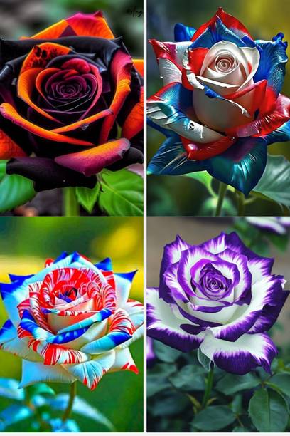 MAQINPLANTHOUSE Rose Plant