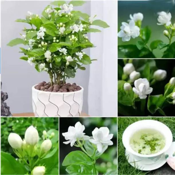 Ankur Farm Jasmine Plant