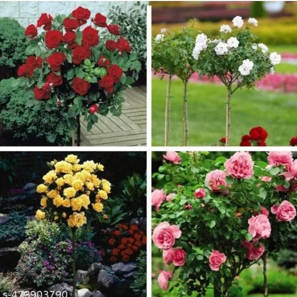 ToGon Adenium Plant