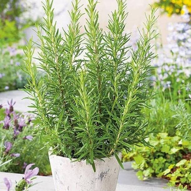 Rita Enterprises Rosemary Herb Plant