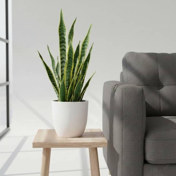 Greenique Snake Plant