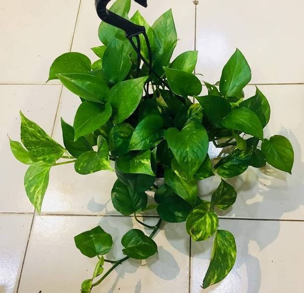 salqulaes Money Plant