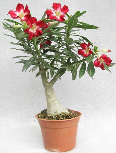SHREYAGREEN Adenium Plant