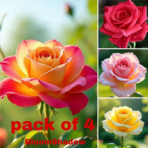 Bloomhadow Rose Plant