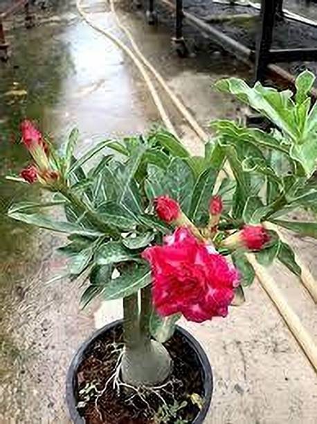Unickplant Adenium Plant