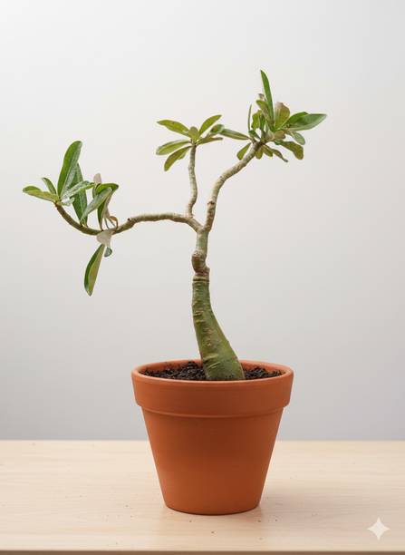 PlantX Adenium Plant