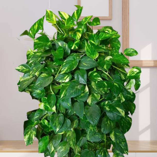 DEY CRAFT Money Plant