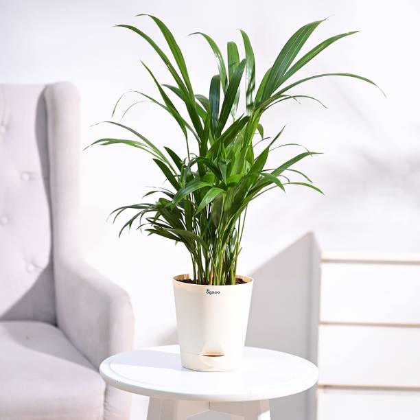 UGAOO Areca Palm