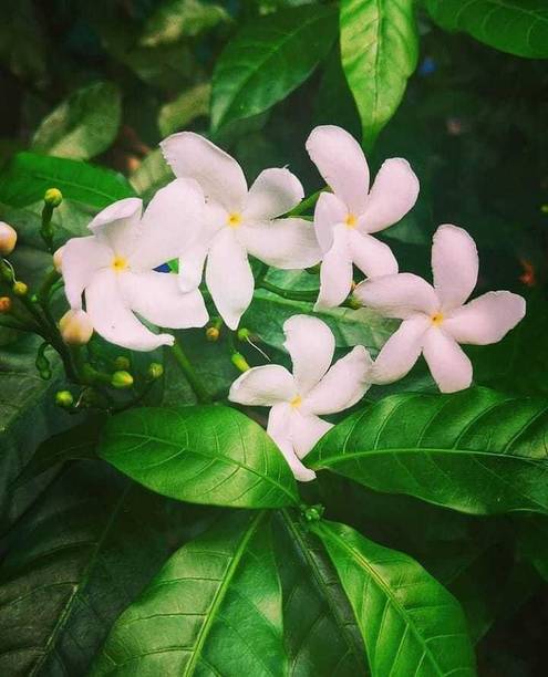 Adrita Jasmine Plant