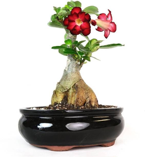 RasmoniGreen Adenium Plant