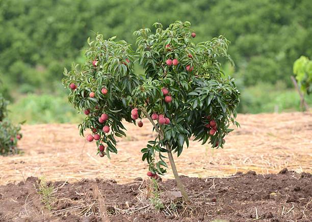 ABEFARIYA Litchi Plant