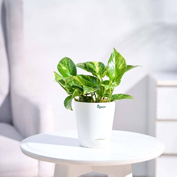 UGAOO Variegated Money Plant