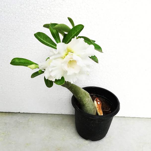 RupRish Adenium Plant