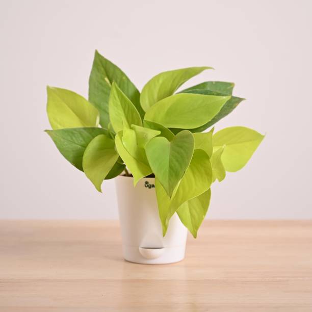 UGAOO Golden Money Plant, Money Plant