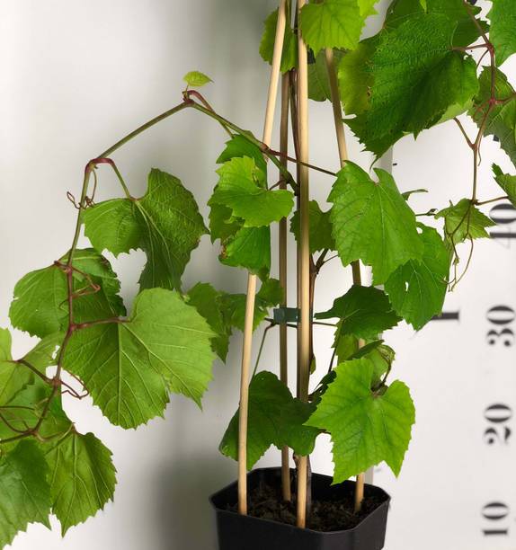 Cloud Farm Grapes Plant