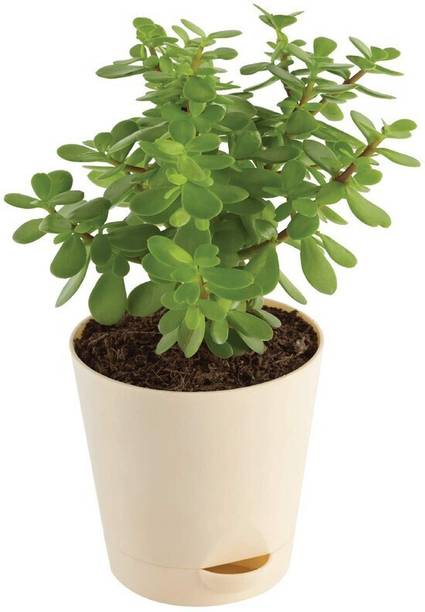 SKDIYA Jade Plant