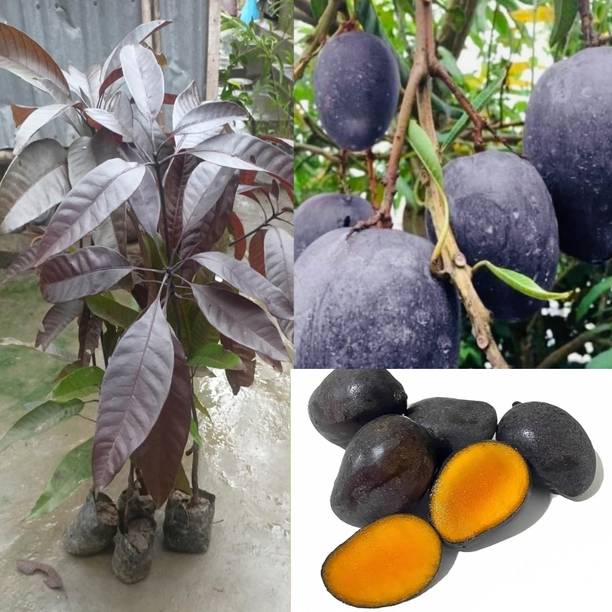 Ivaanvibes Mango Plant