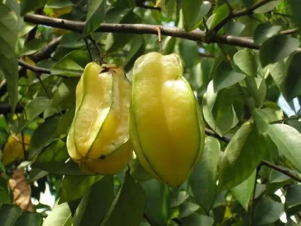 Cloud Farm Star Fruit Carambola Grafted Plant