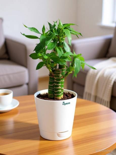 UGAOO Lucky Bamboo Straight Stick