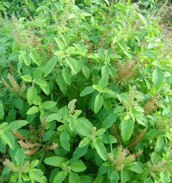 Wrenna Tulsi Plant  sapling