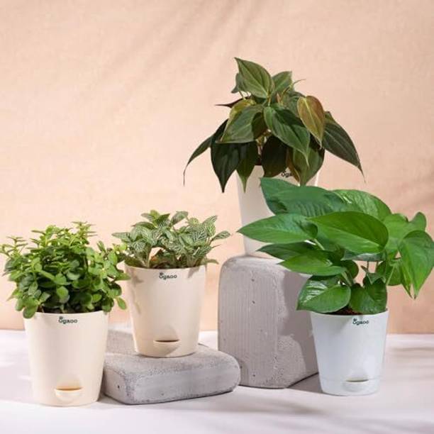 UGAOO Variegated Money Plant, Fittonia plant, Philodendron Micans Plant, Jade Plant