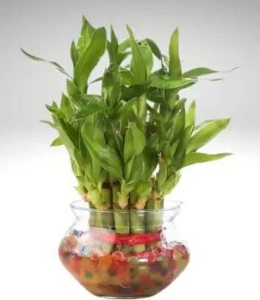 JASSI FLORA Three Layer Bamboo Plant