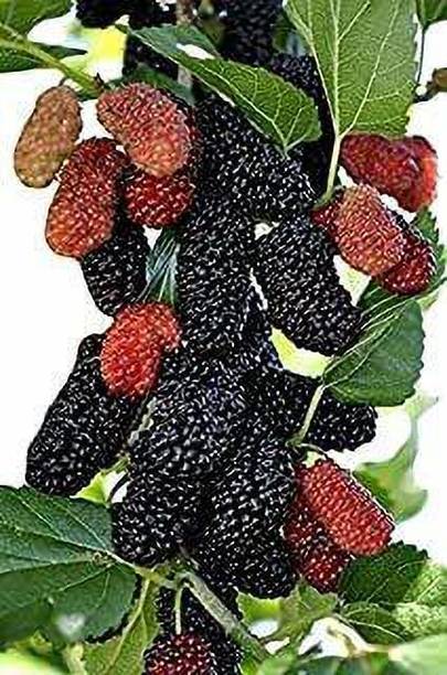 Cloud Farm Shahtoot/Mulberry Plant