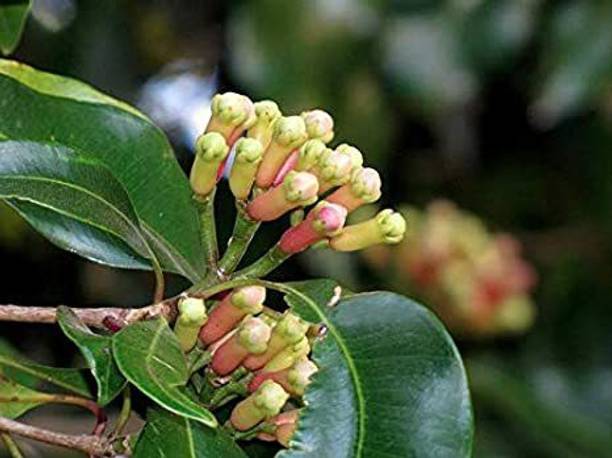 Cloud Farm Clove Plant