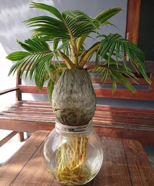 Green view Coconut Plant