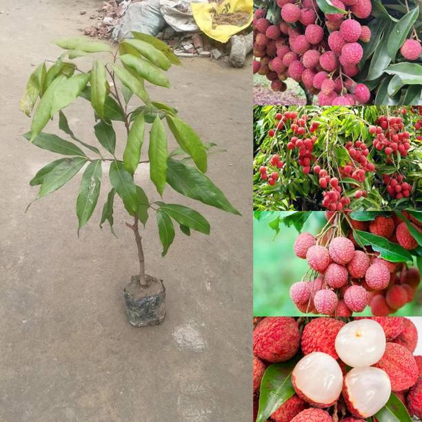 Cloud Farm Litchi Plant