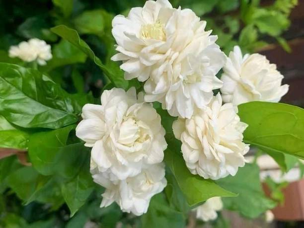 jismen Jasmine Plant