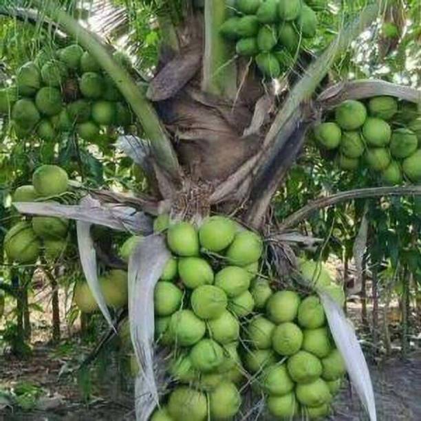 APOSOLUARD Coconut Plant