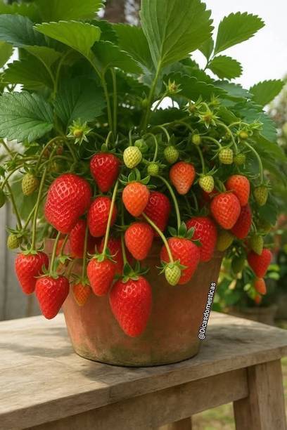 RasmoniGreen Strawberry Plant