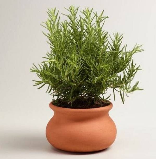 Rosimery Rosemary Herb Plant, Rosemary Plant