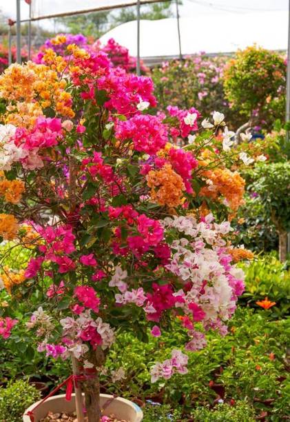 Cloud Farm Bougainvillea Plant