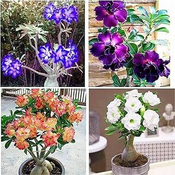 Cloud Farm Adenium Plant
