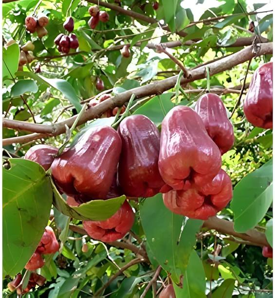 fuegoasiss Water Apple Red Plant