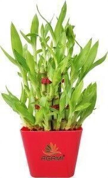 BloomShadow Lucky Bamboo Plant