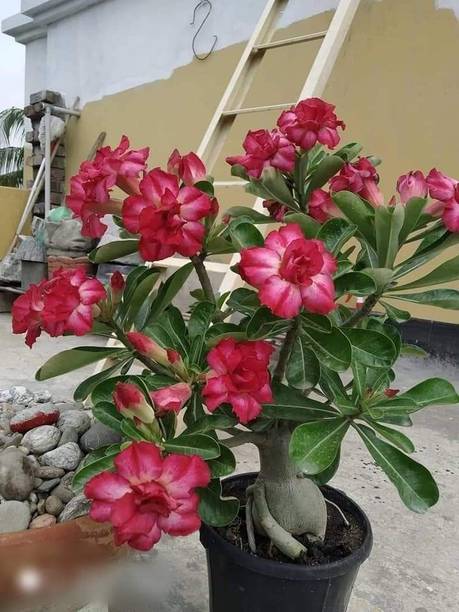 adeniumplant Adenium Plant