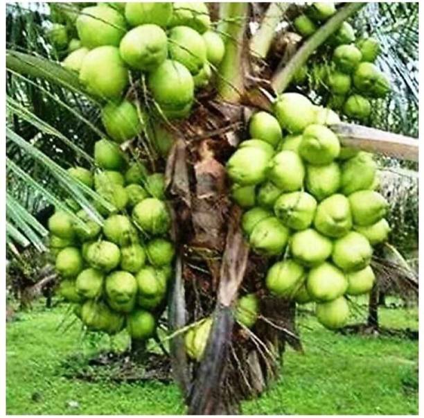 BHUSAN Coconut Plant
