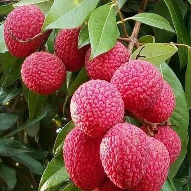 KrishnaNursery Litchi Plant