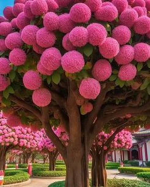 KUMUBON Tabebuia rosea