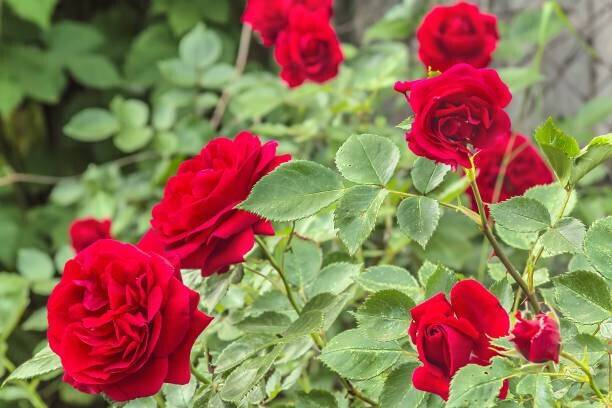 Cloud Farm Rose Plant