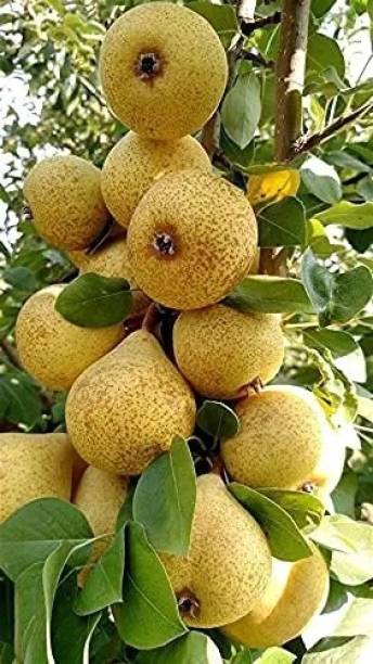 GreenLife Pear Plant