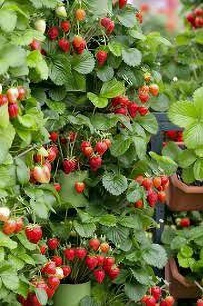 BREEZY BLOOMS Strawberry Plant