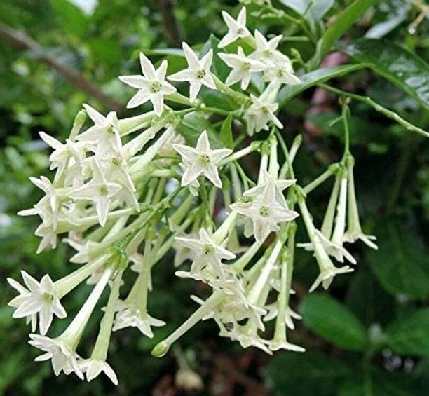 GROWHEAVEN Crape Jasmine Plant, Night Bloom Jasmine Plant, Jasmine Plant, Arabian Jasmine Plant