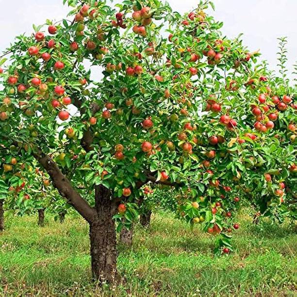 FELCHARIES Apple Plant